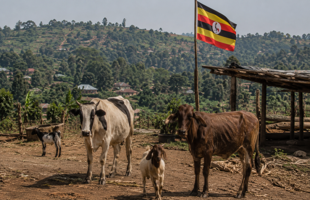 Uganda Qurbani 2 uagnda